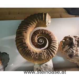 Ammonite versteinert XL